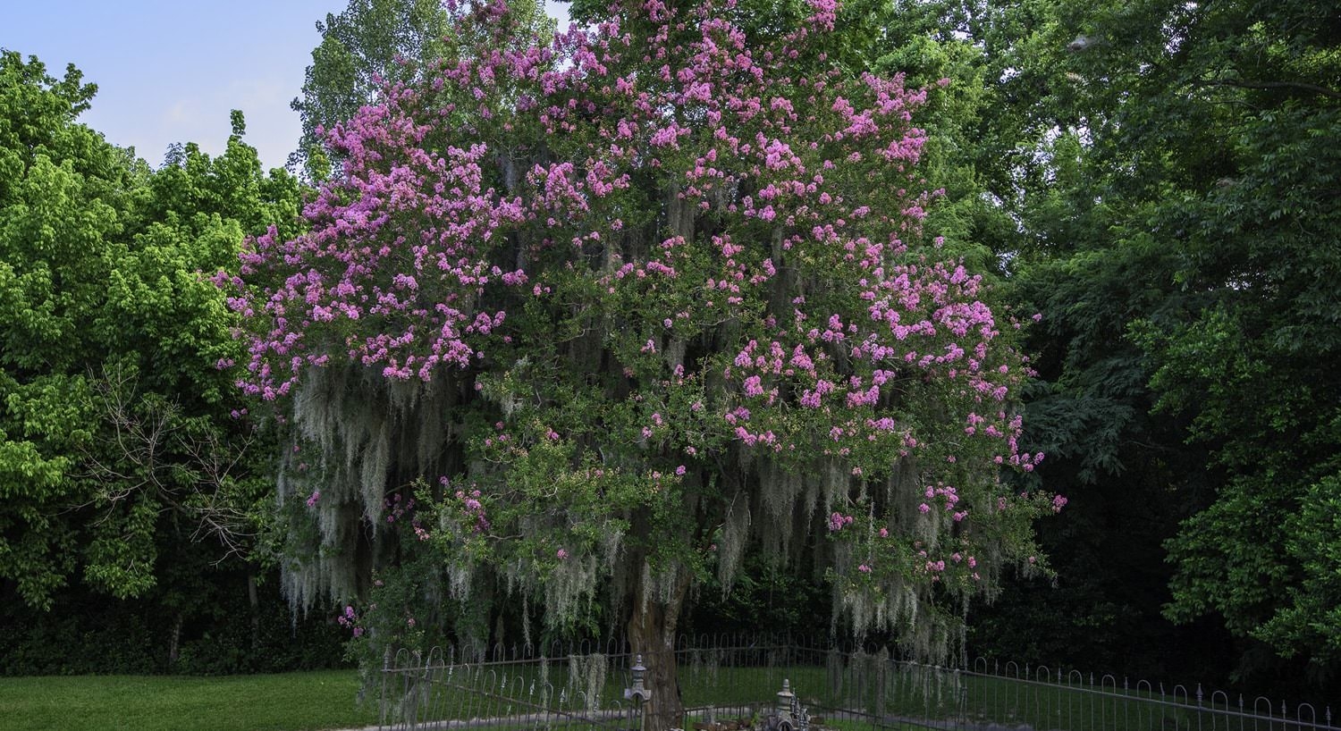 Weeping willow tree with violet flowers and a bright blue sky