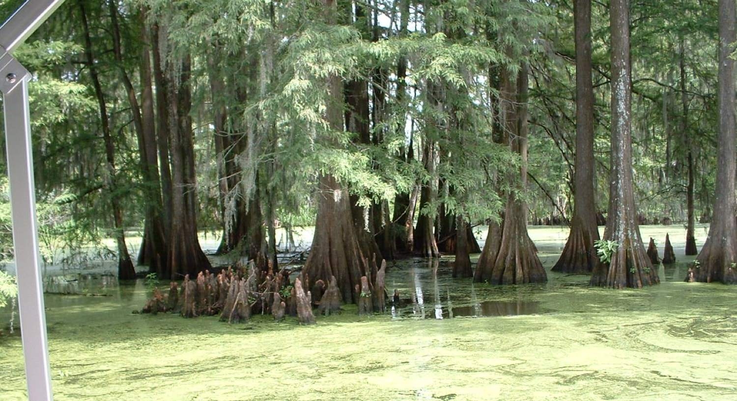 Trees growing out of swampy water covered in algae