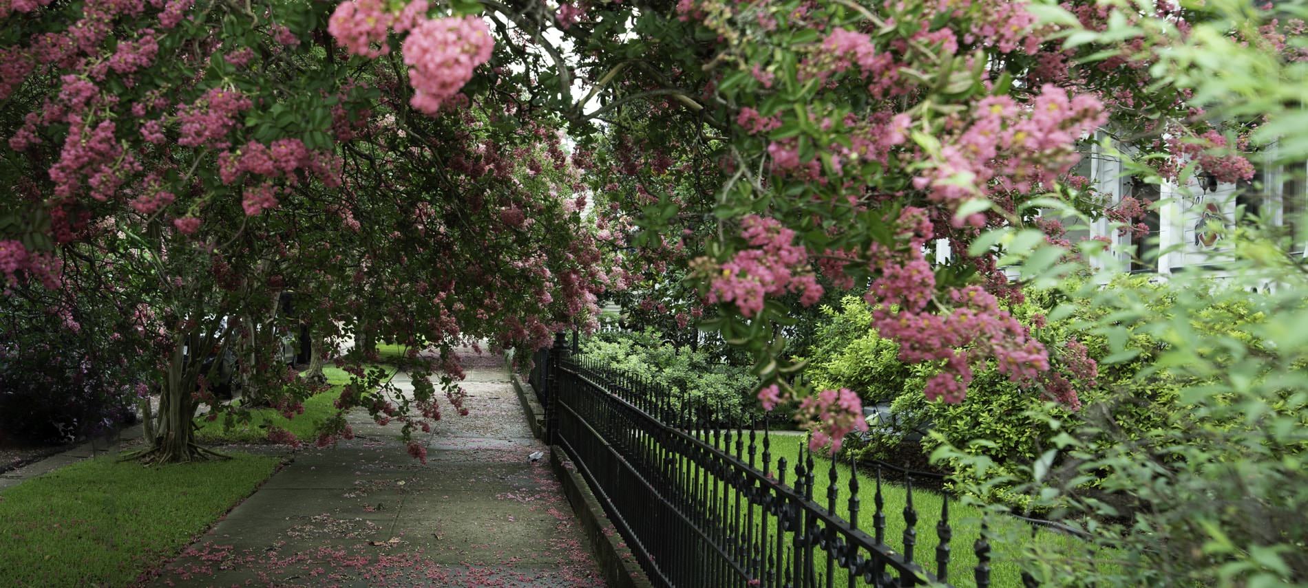 Green trees with fluffy pink flowers near gray sidewalk and rod iron fence