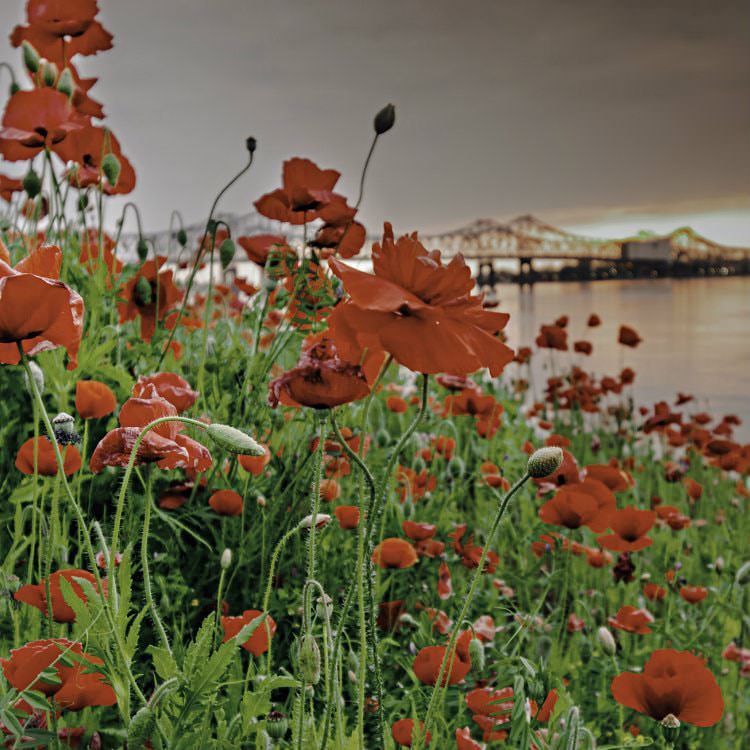 Rows of wild red poppies overlooking the water with the bridge in the distance