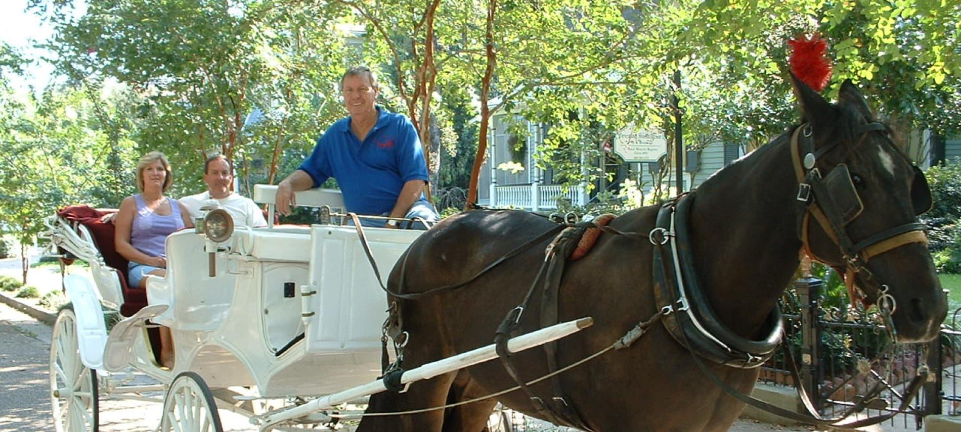 A man and two passengers enjoying a carriage ride pulled by a beautiful brown horse down the street surrounded by trees